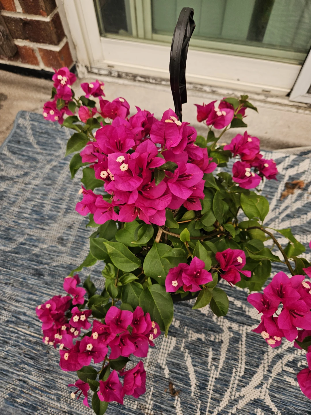 Hanging Pink Bougainvillea Plant