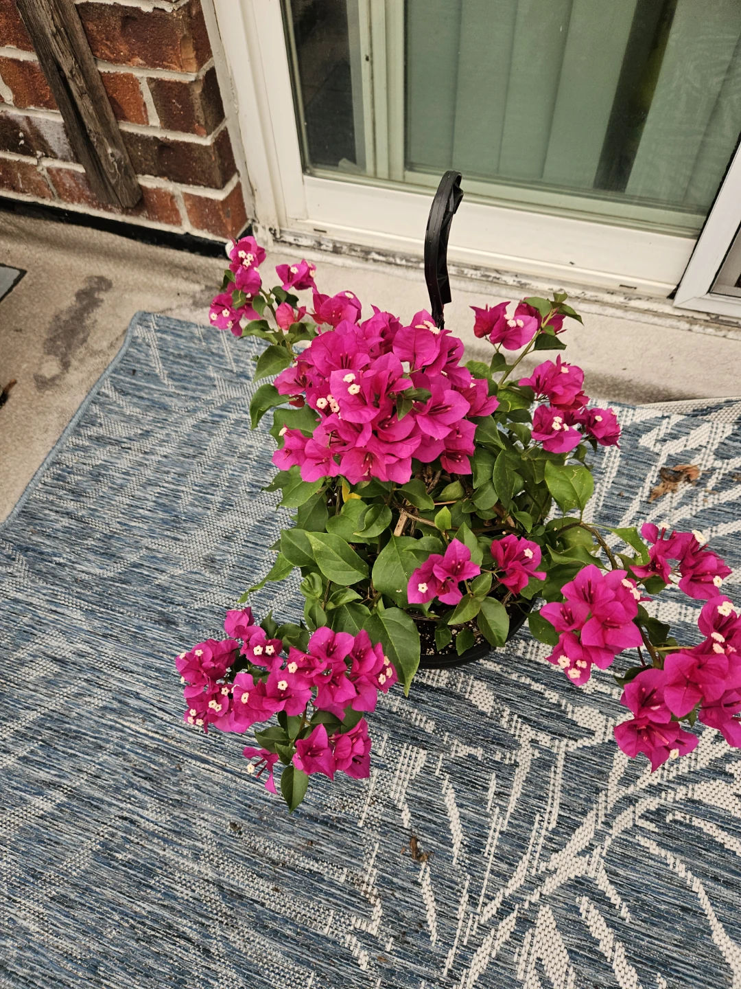 Hanging Pink Bougainvillea Plant - photo 3