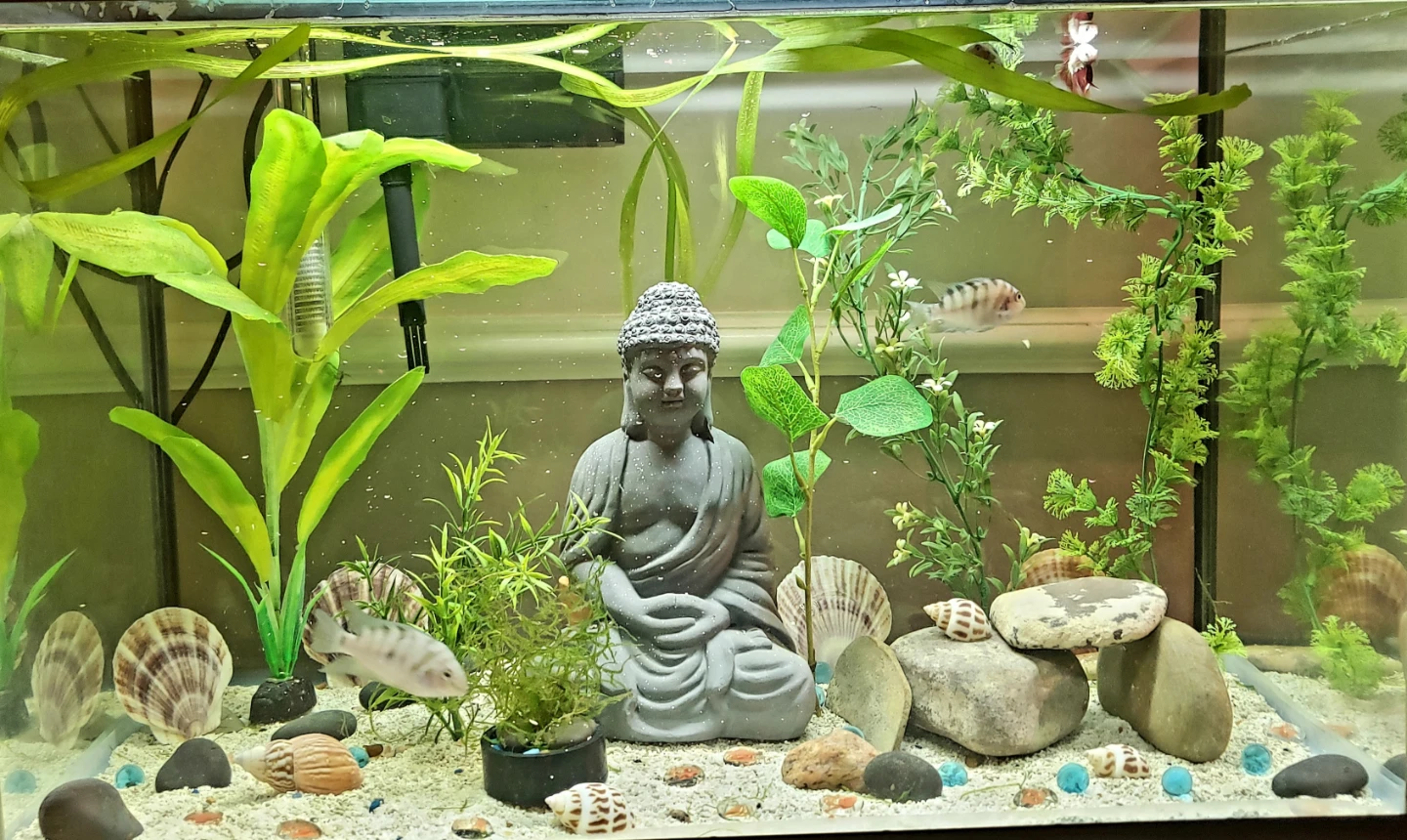 Aquarium 20 Gallon