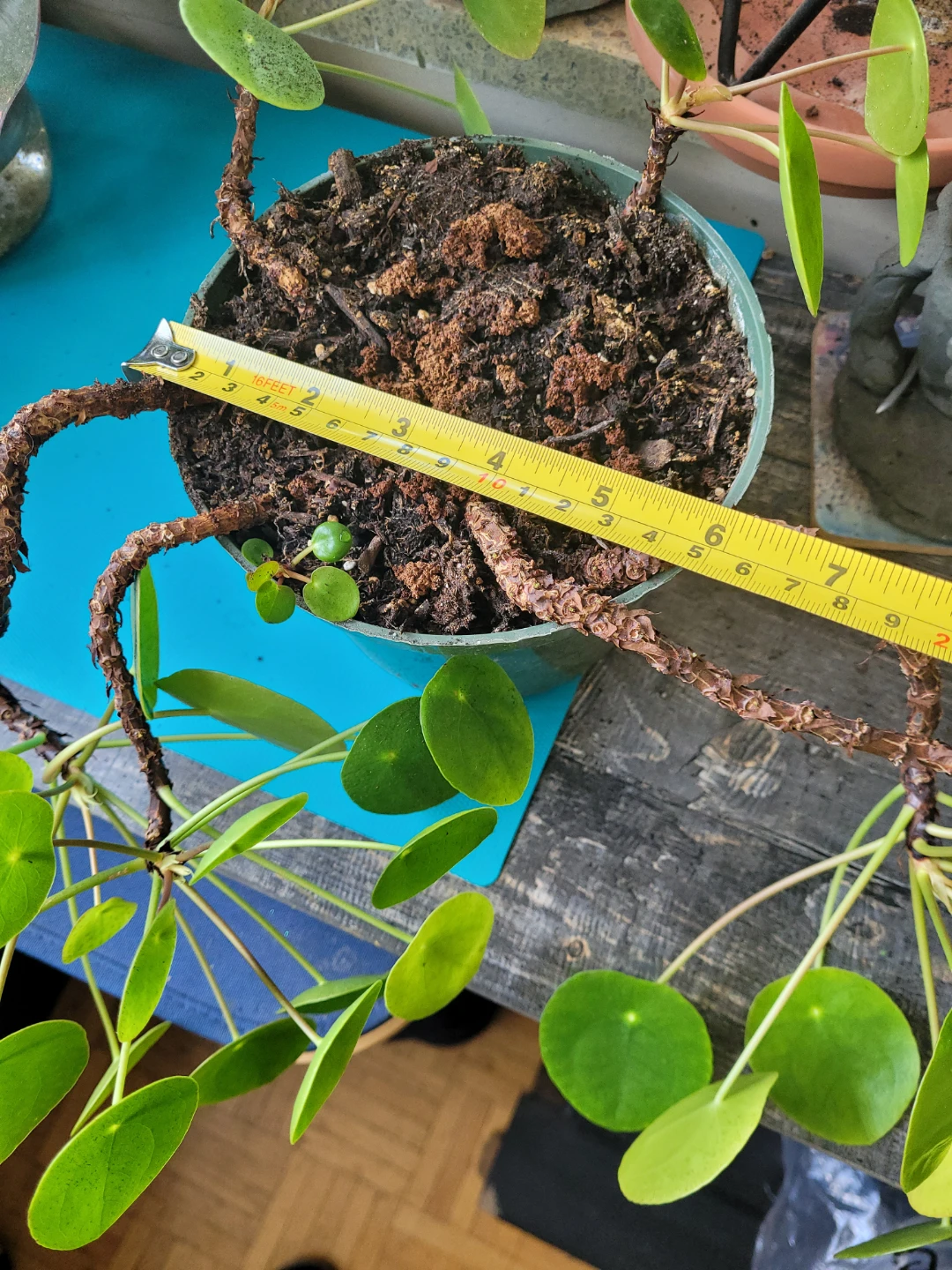 Pilea Peperomioides Plant - photo 5