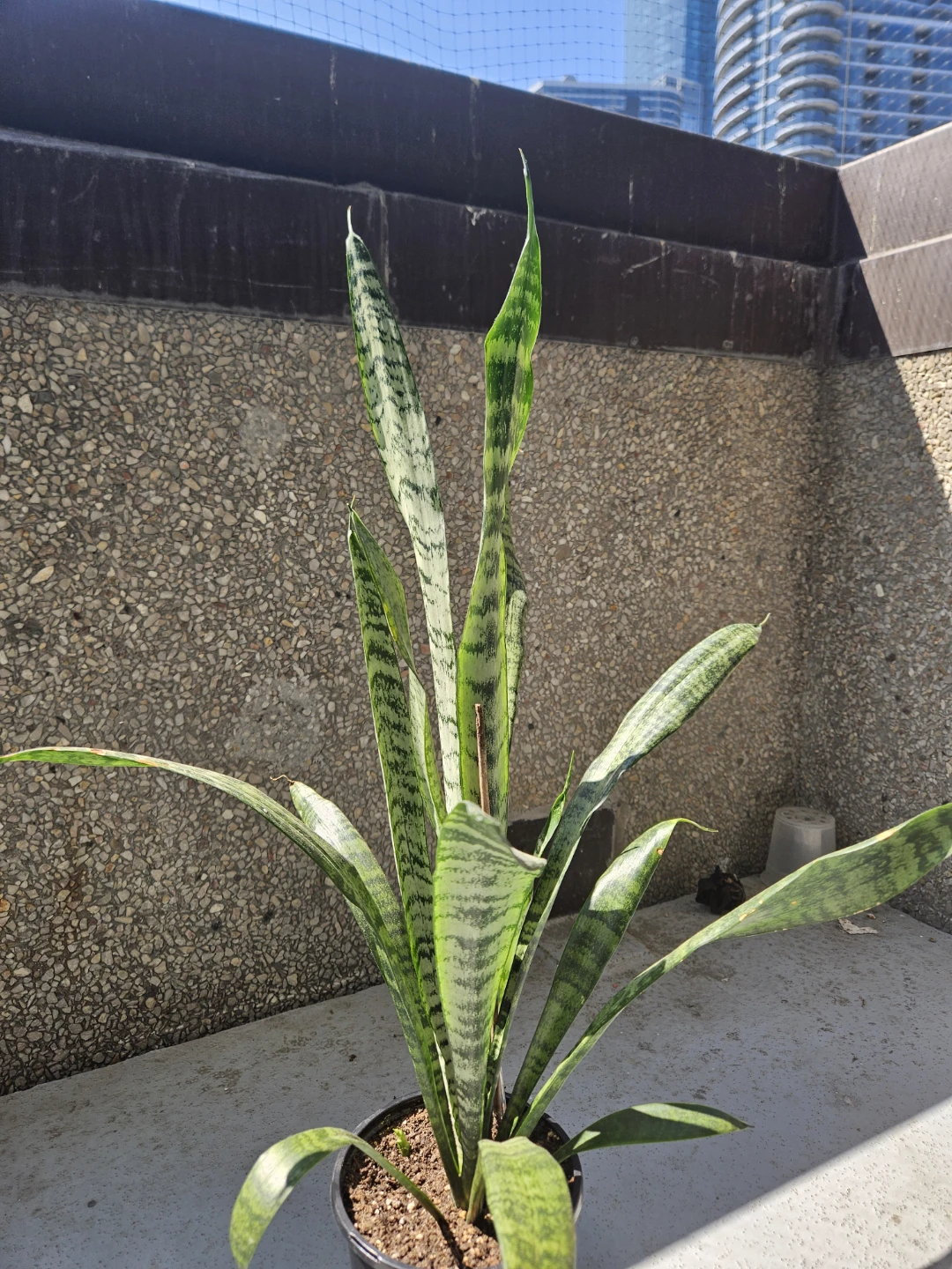 Snake Plant in Pot