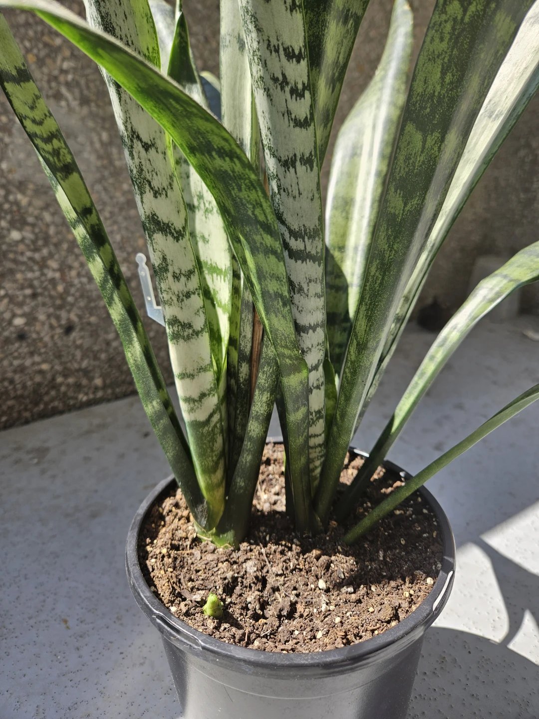 Snake Plant in Pot - photo 2