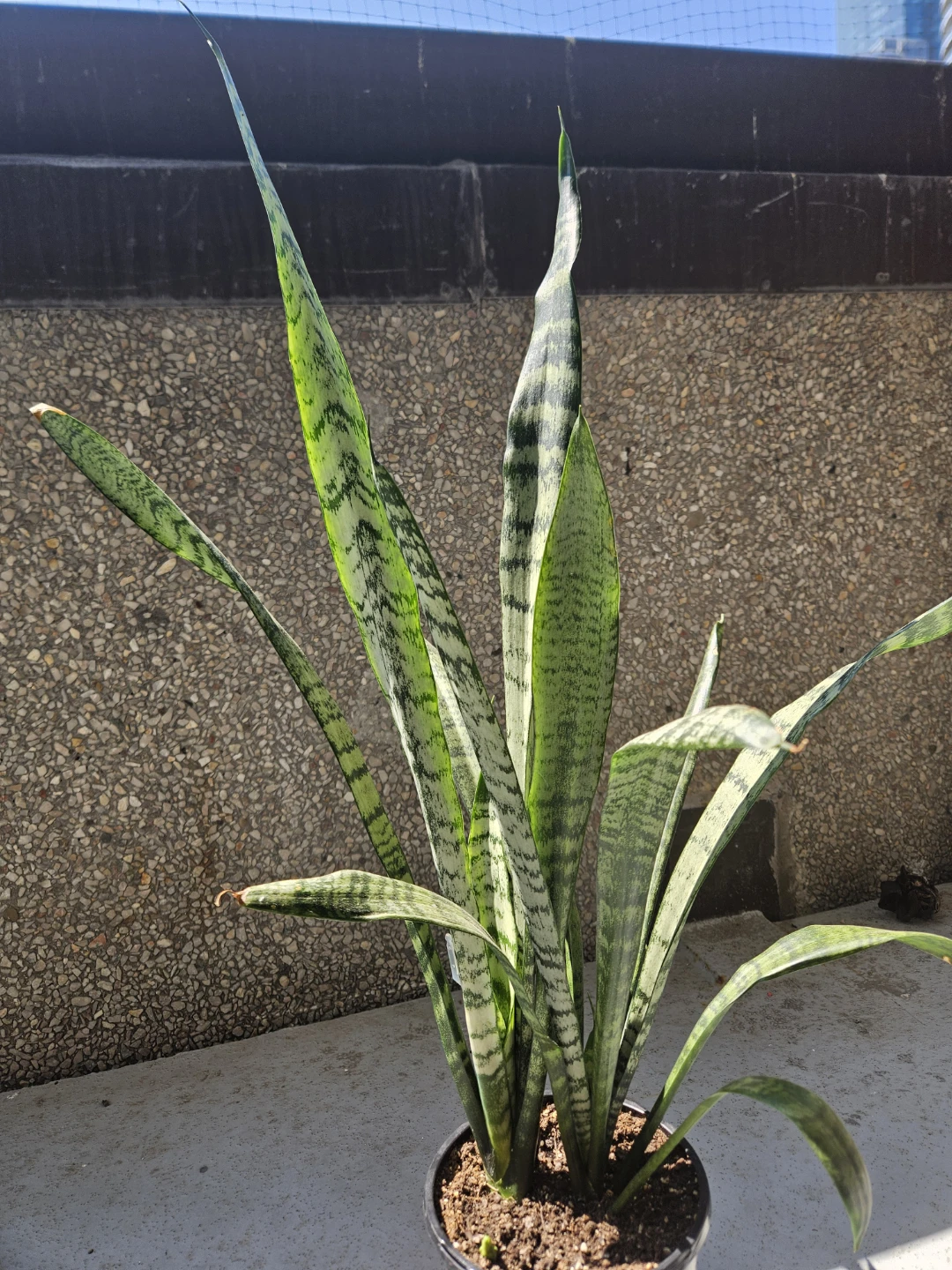 Snake Plant in Pot - photo 3