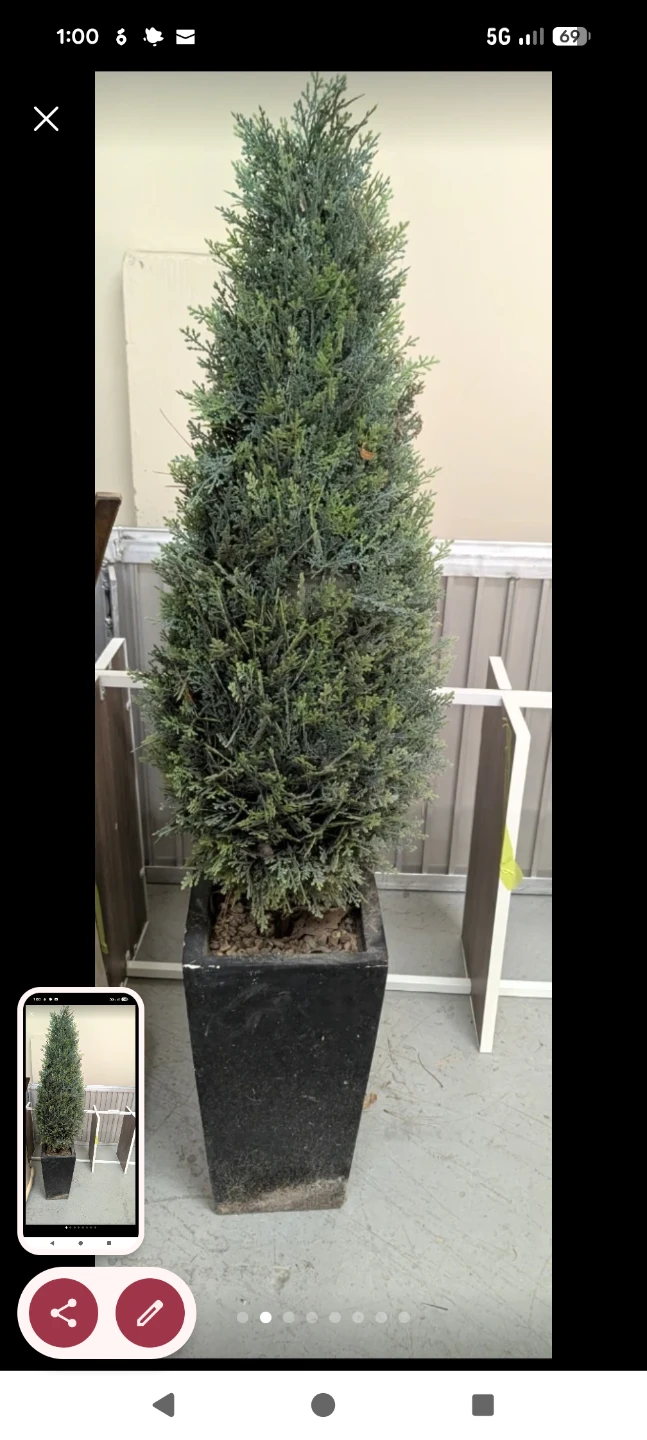 Tall Potted Evergreen Tree