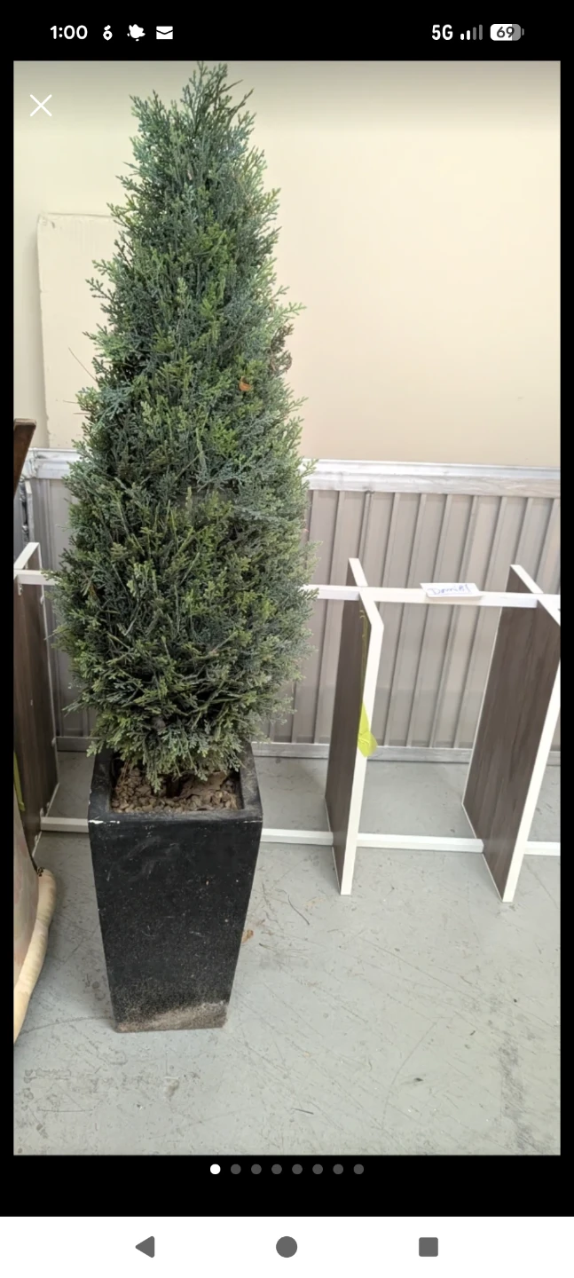 Tall Potted Evergreen Tree - photo 2