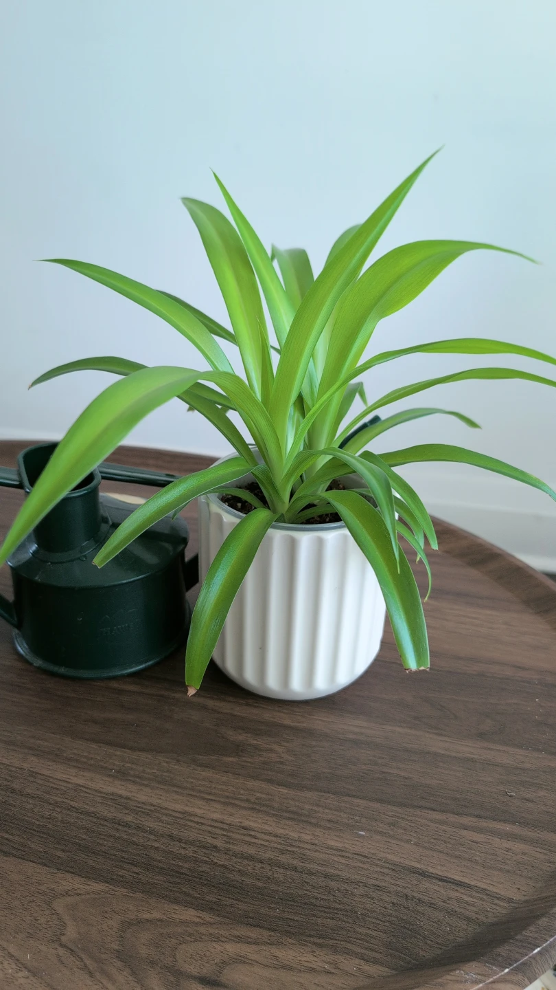 Spider Plant