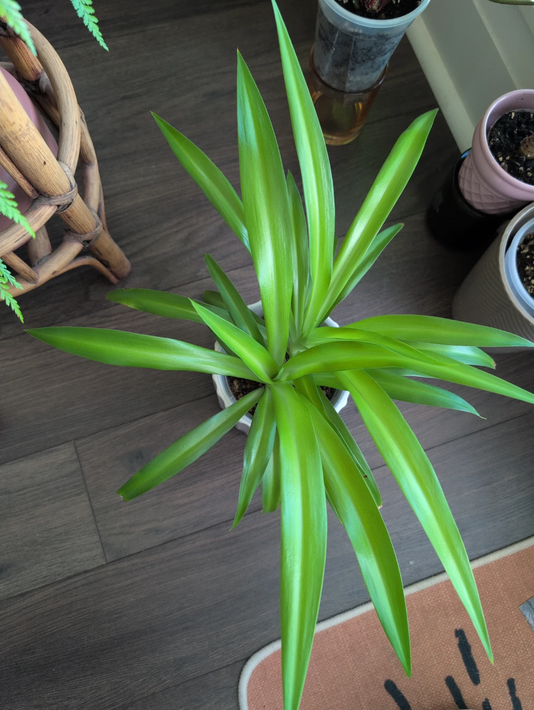 Spider Plant - photo 2