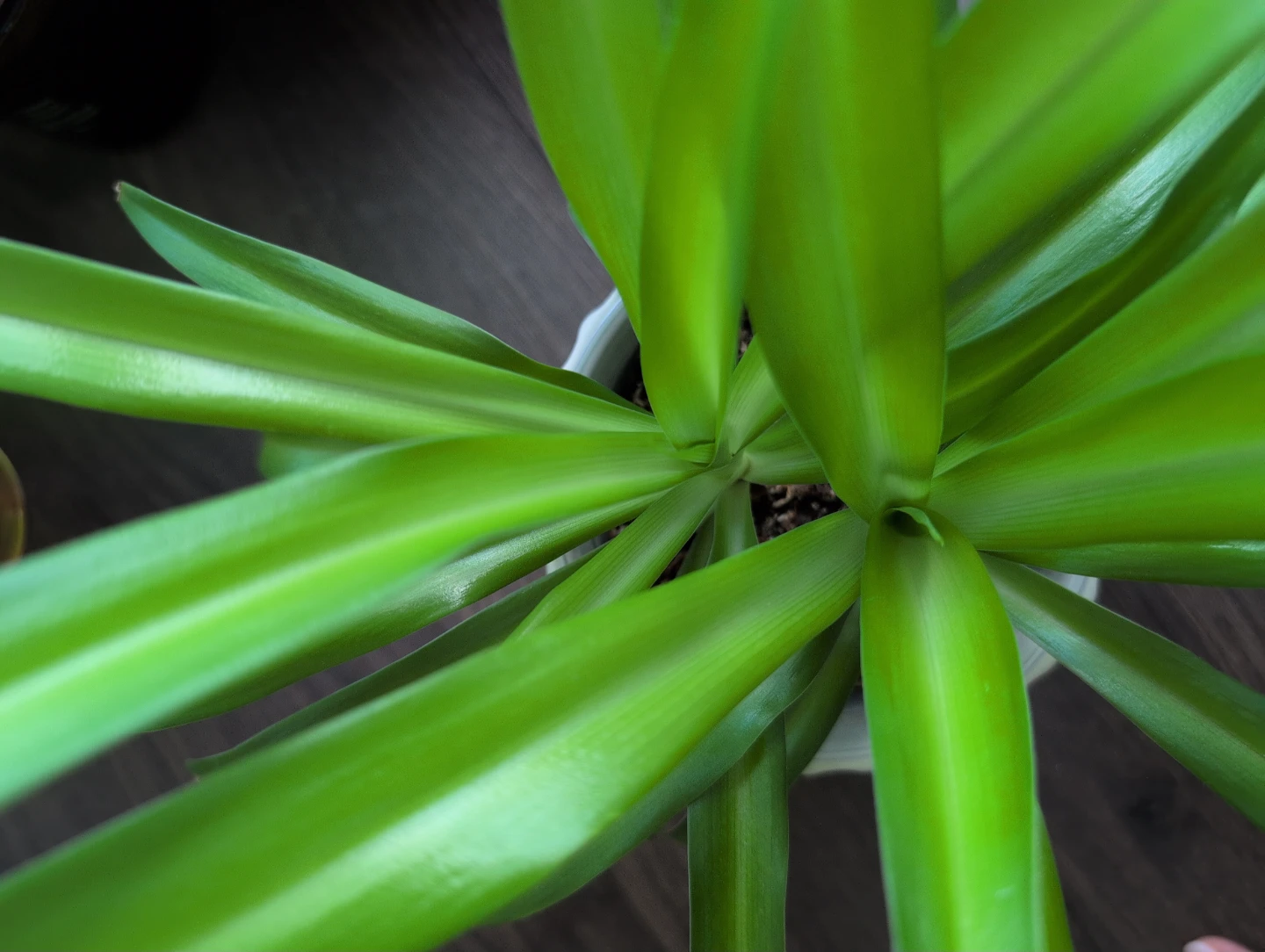 Spider Plant - photo 3