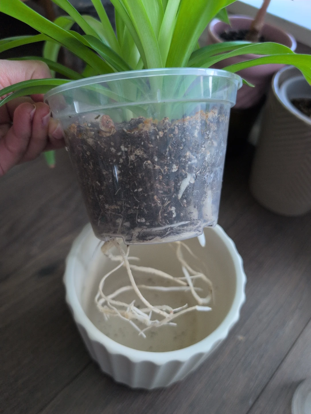 Spider Plant - photo 4