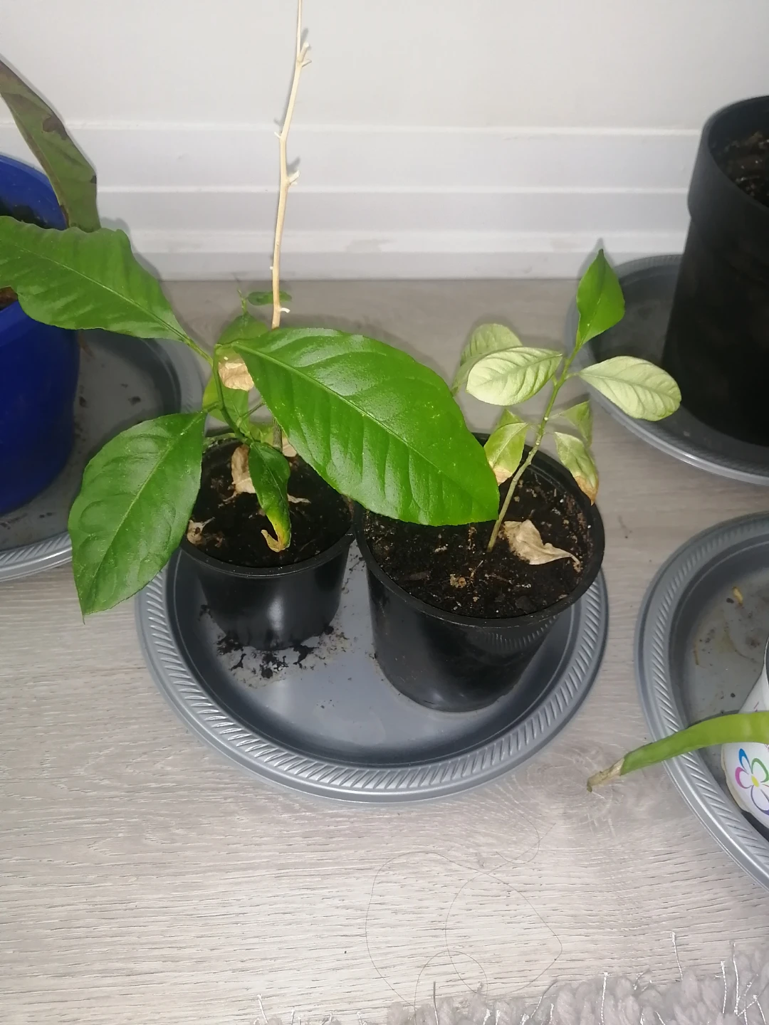 Lemon trees