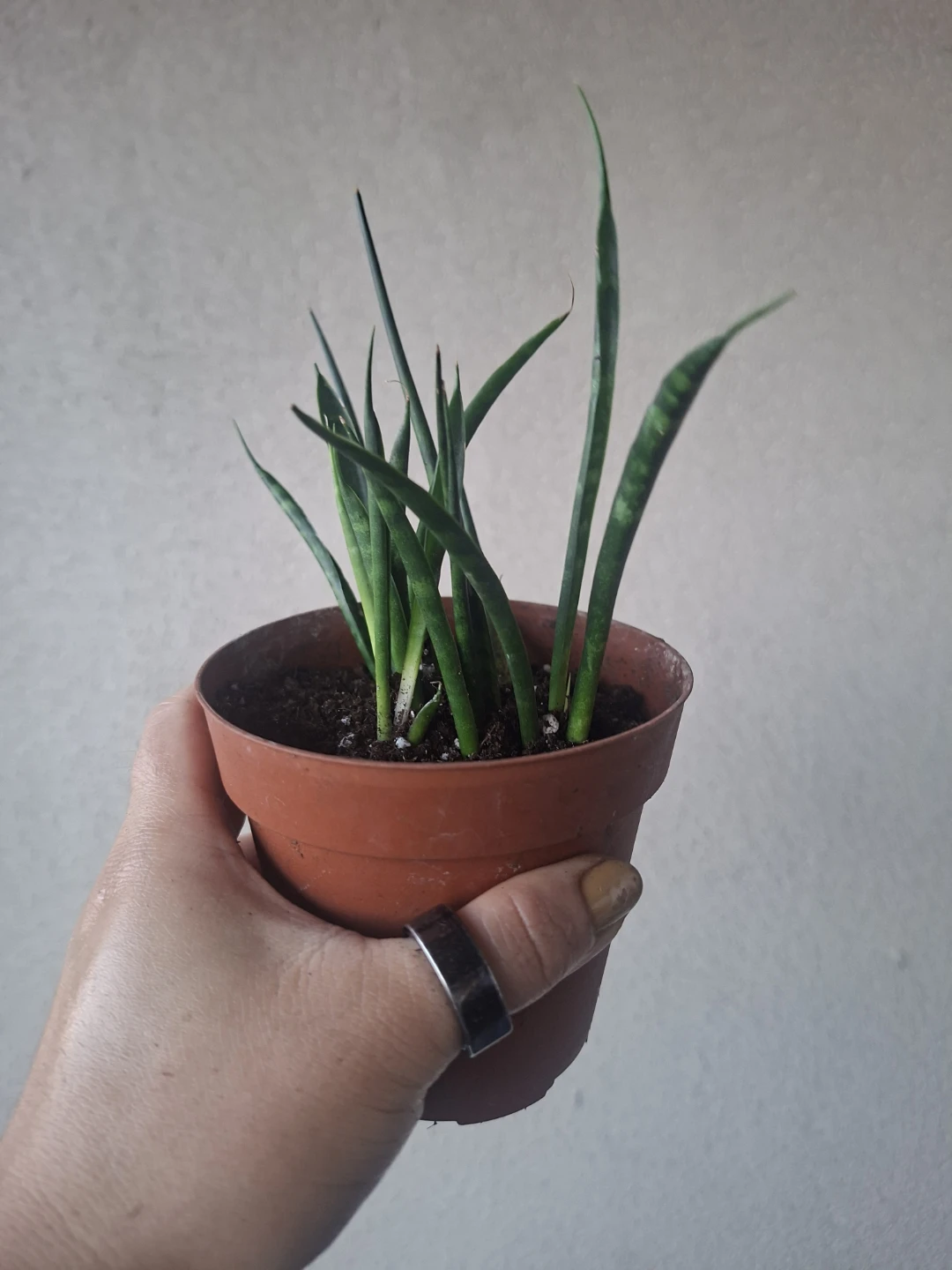 Sansevieria Fernwood Mikado/Fernwood Snake Plant #2