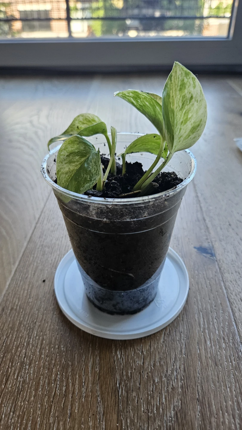 Pothos Snow Queen 1