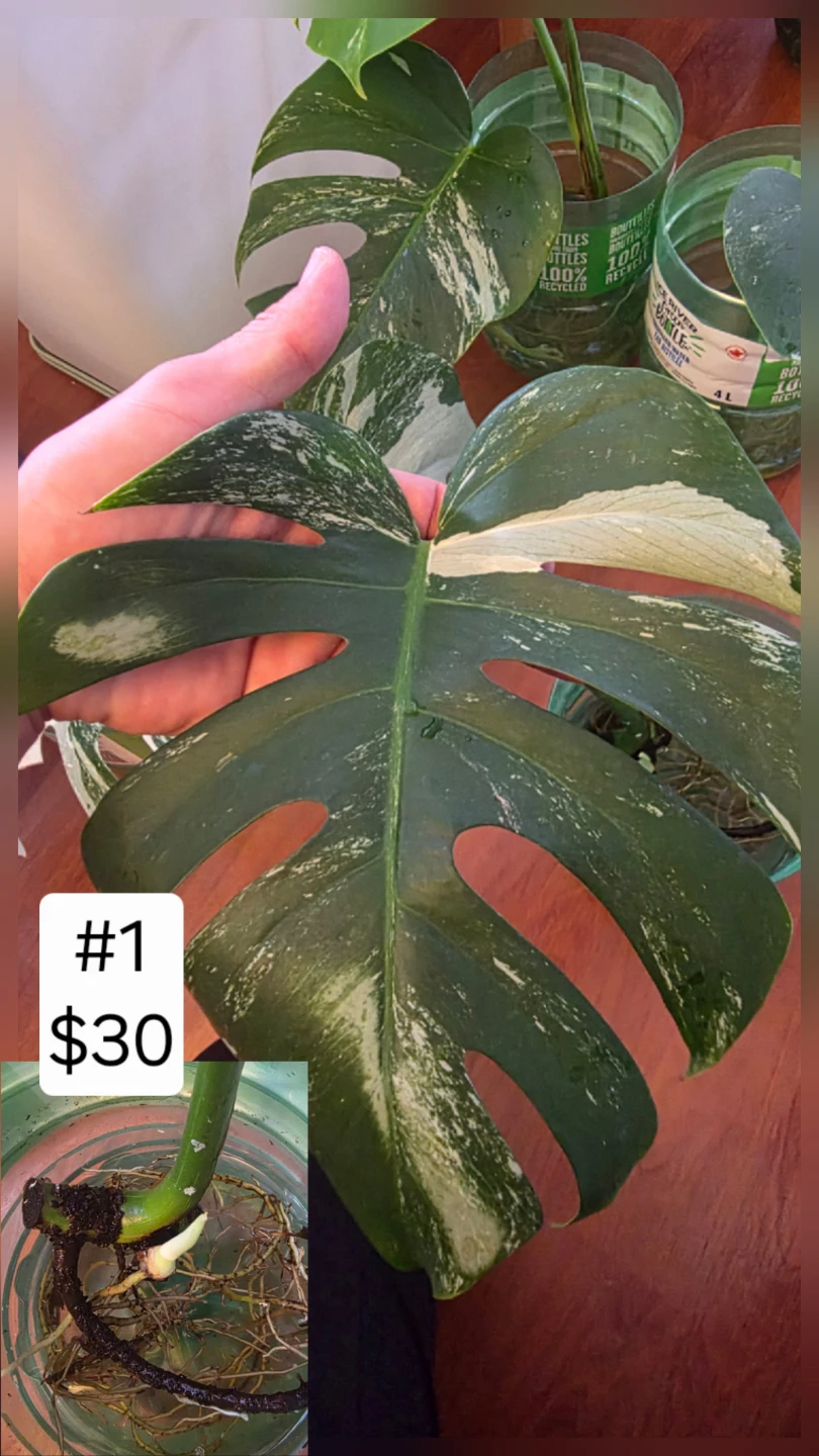 Monstera Albo Cutting for Sale