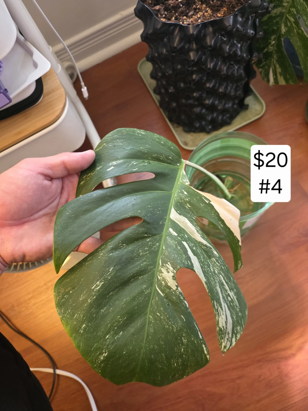 Monstera Albo Cutting for Sale - photo 3