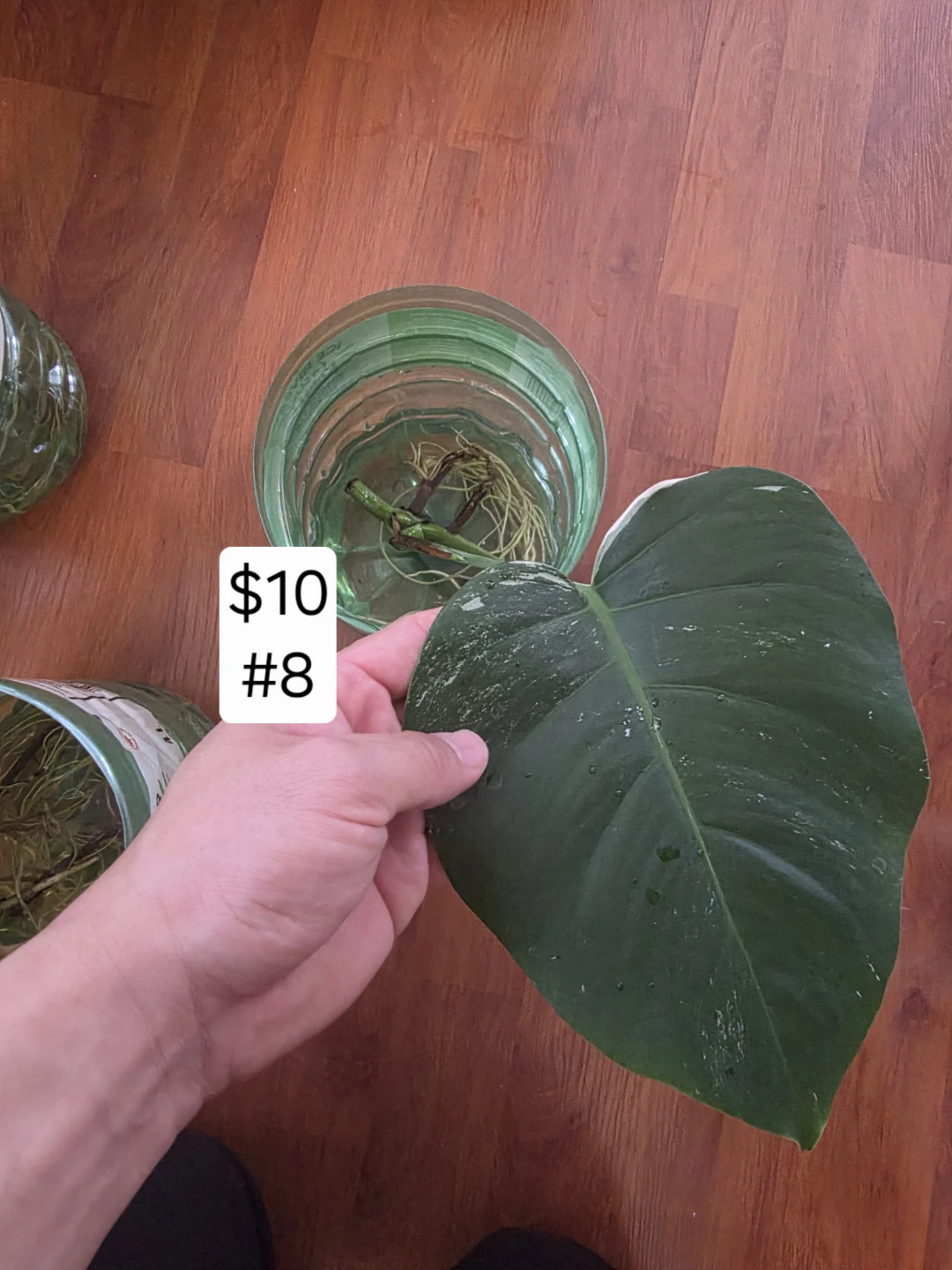 Monstera Albo Cutting for Sale - photo 5