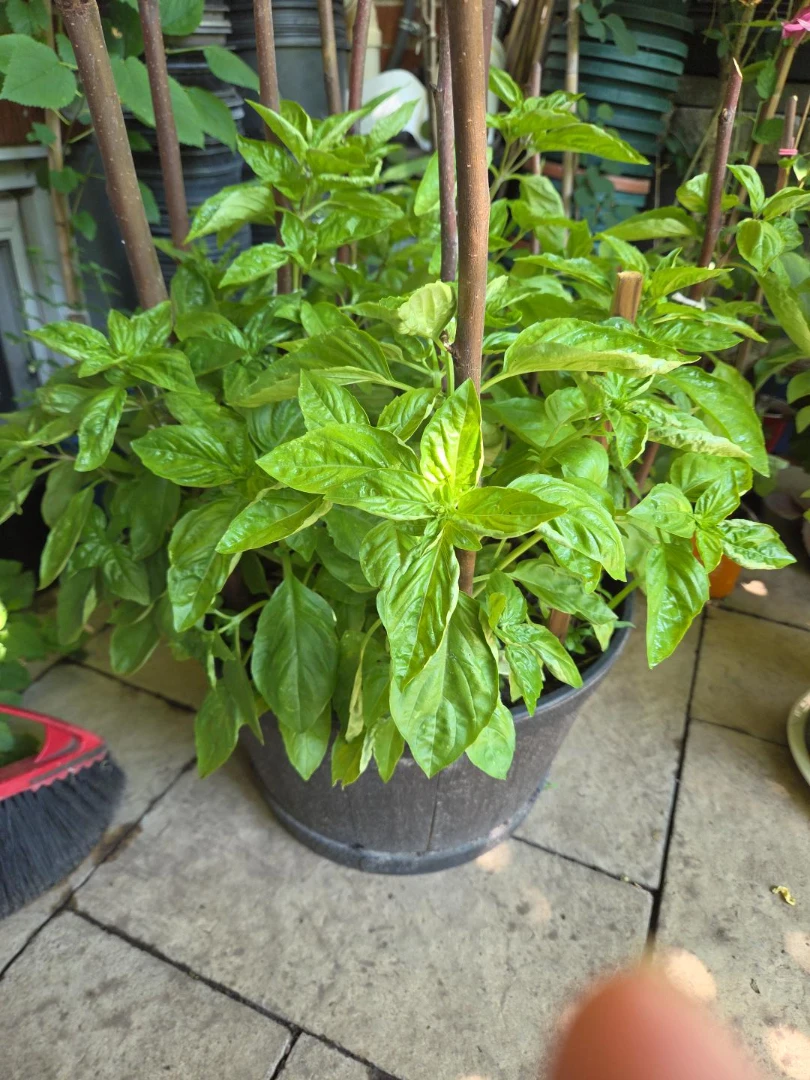 Fresh Homegrown Basil Plants
