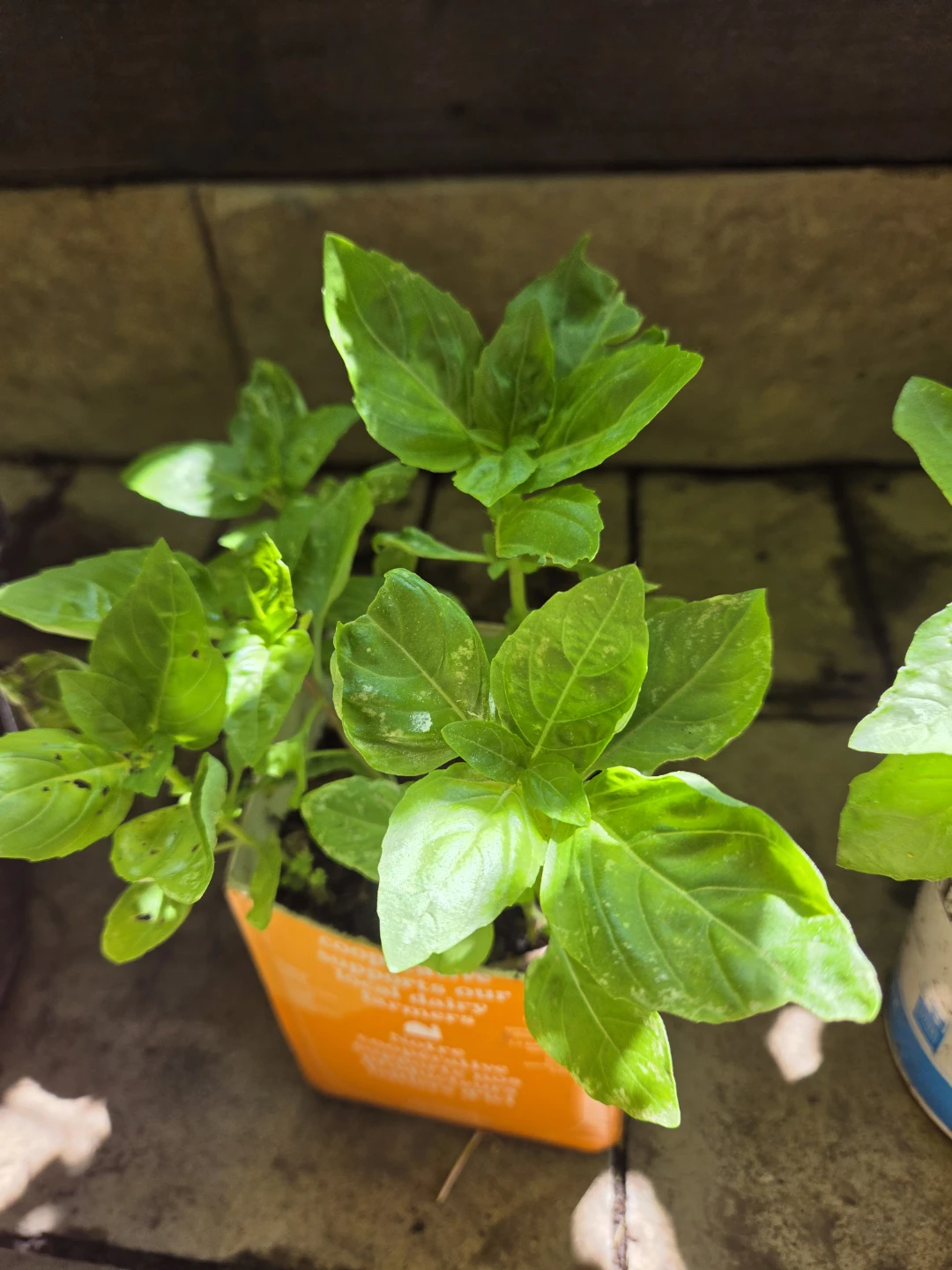 Fresh Homegrown Basil Plants - photo 2