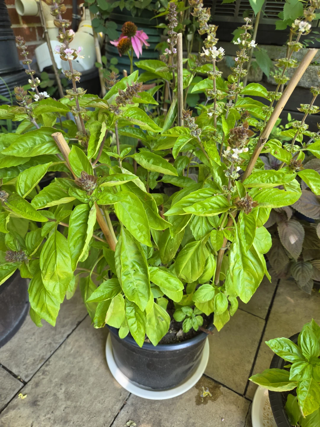 Fresh Homegrown Basil Plants - photo 3