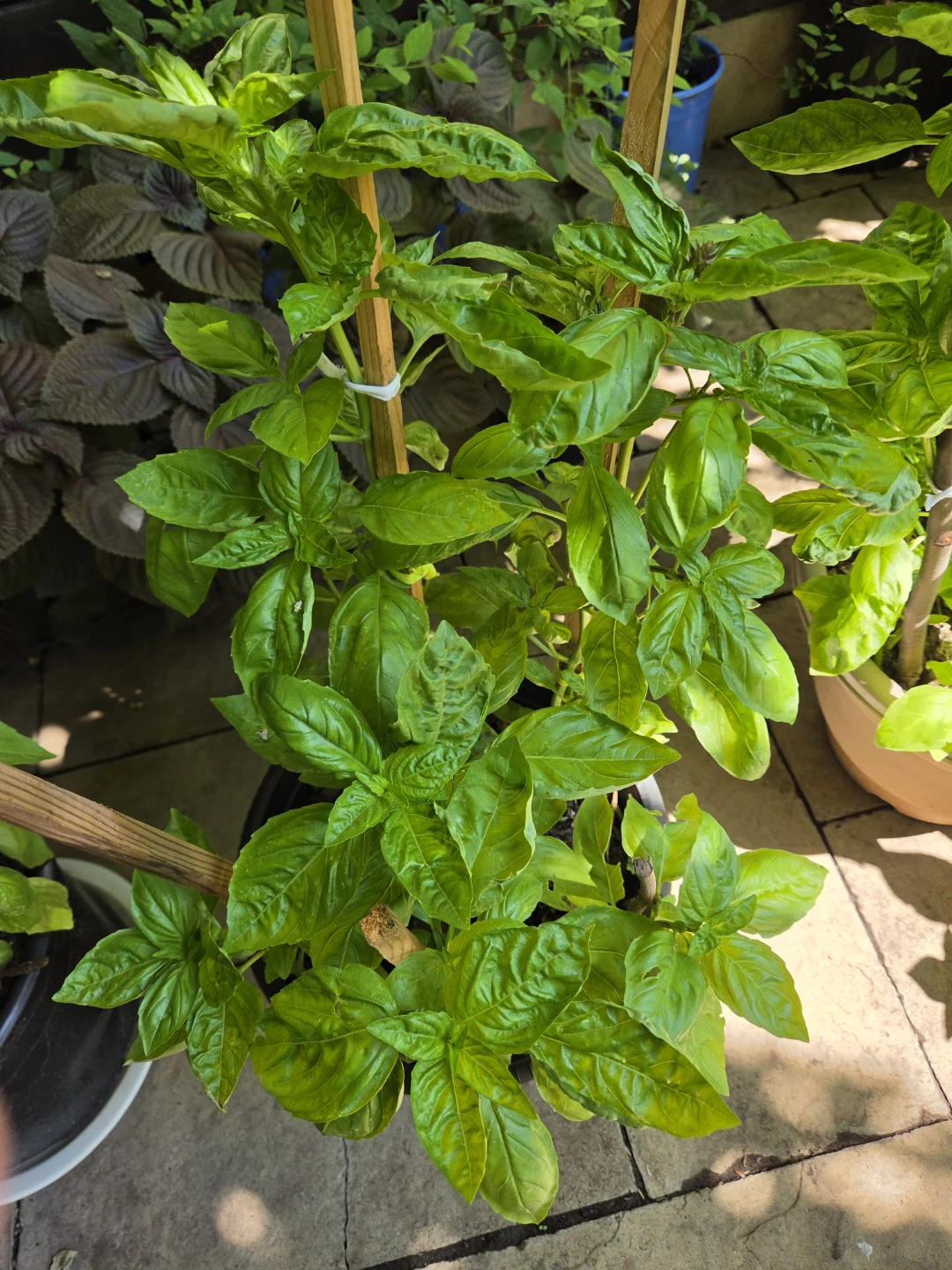 Fresh Homegrown Basil Plants - photo 4