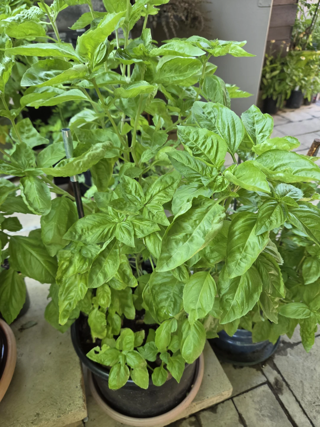 Fresh Homegrown Basil Plants - photo 5