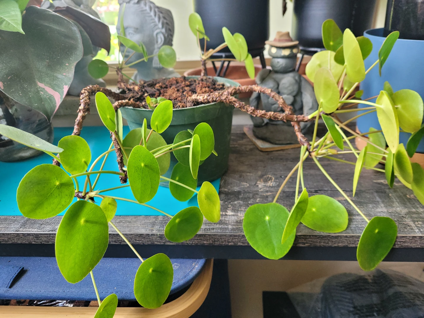 Pilea Peperomioides Plant - photo 3