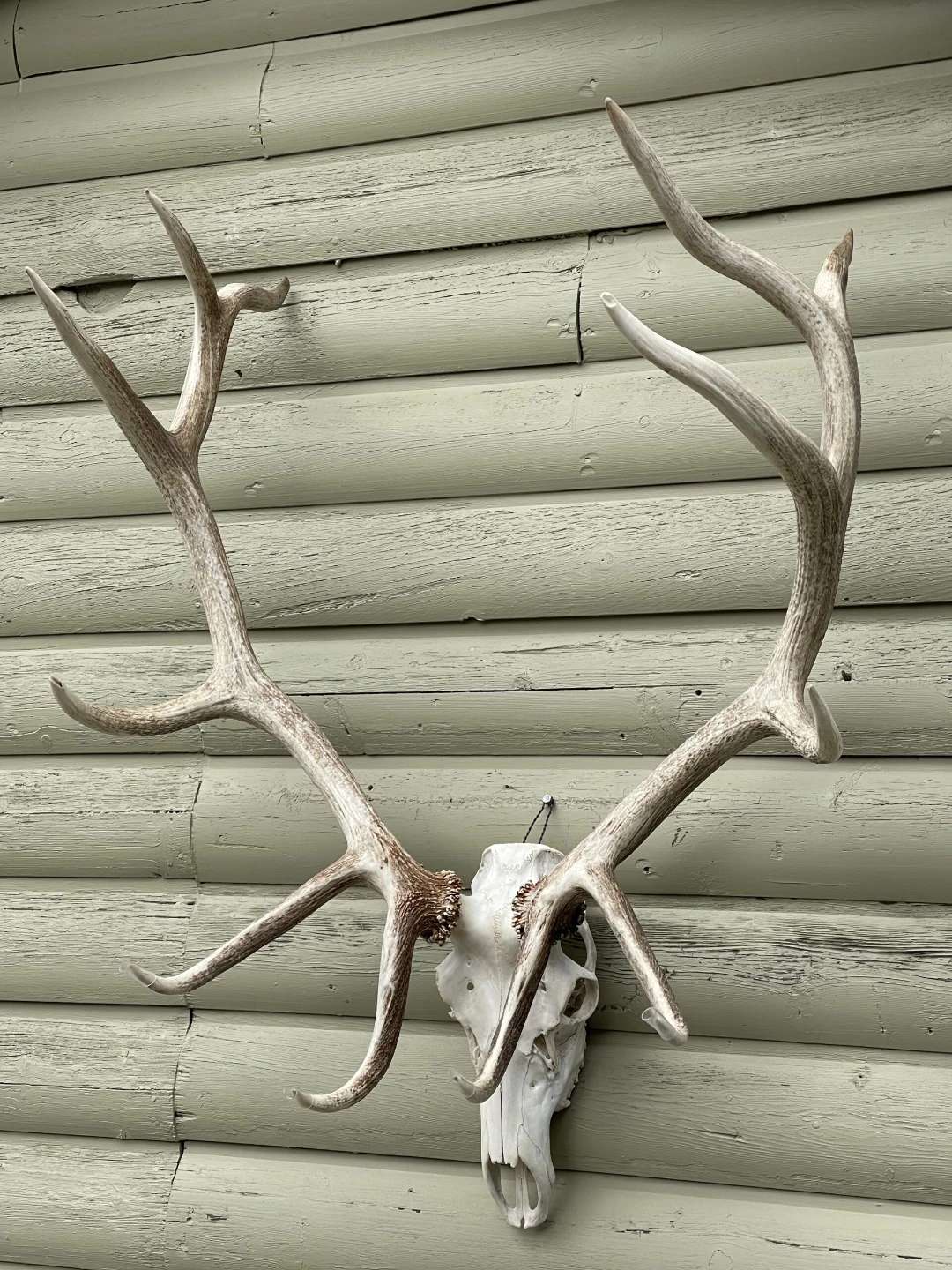 Elk Antlers and Skull Mount