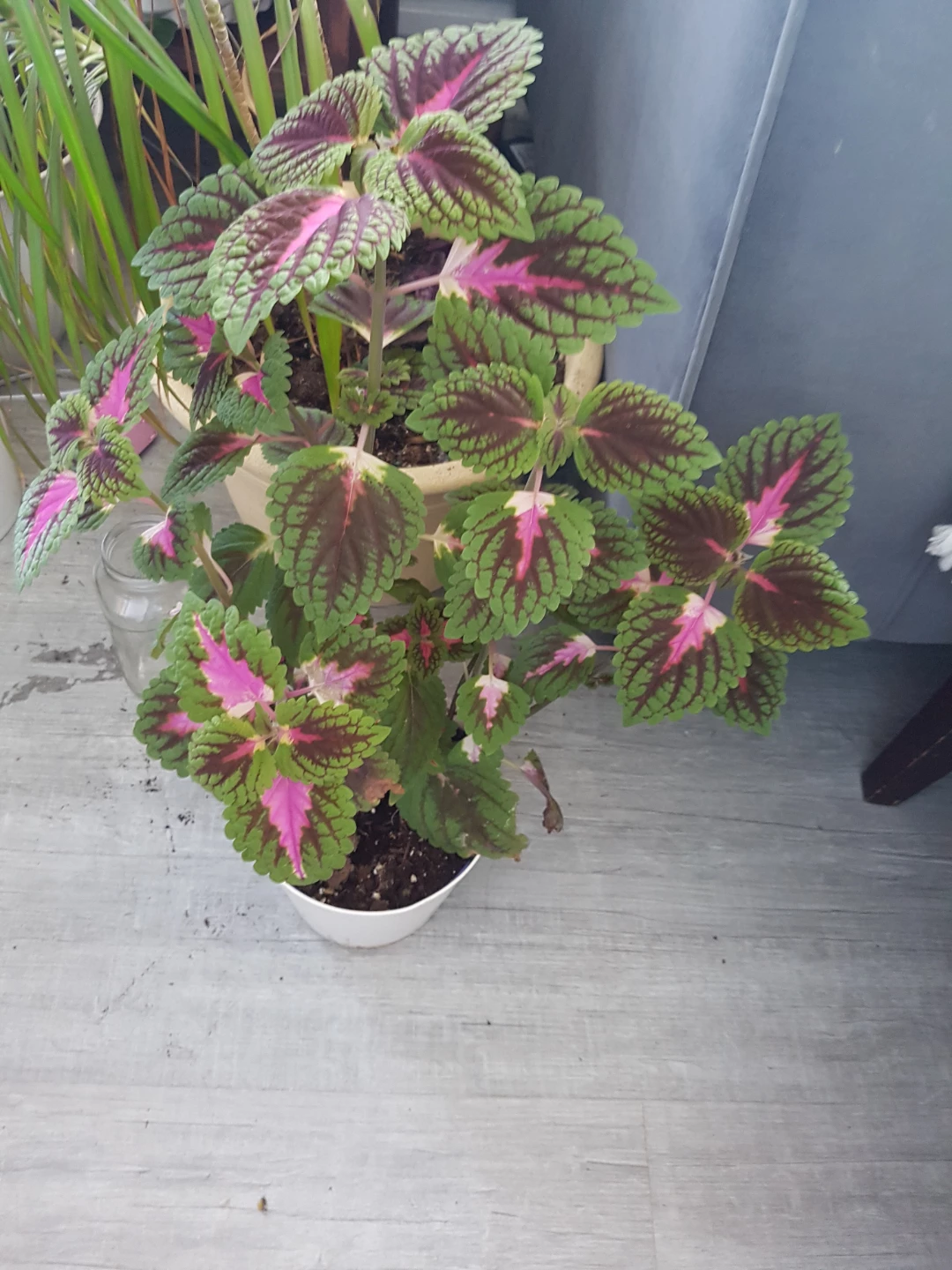 Potted Coleus Plant - photo 3