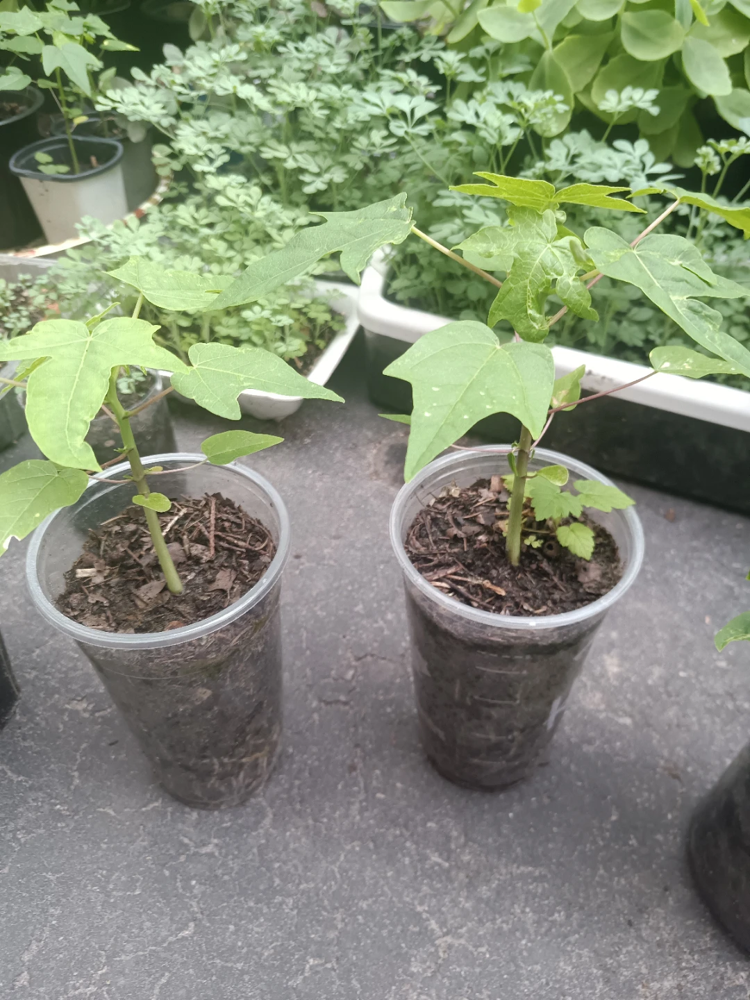 Papaya Seedling Plants - photo 2