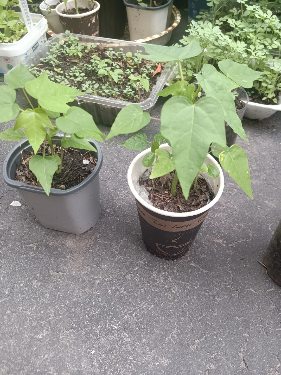 Papaya Seedling Plants - photo 3