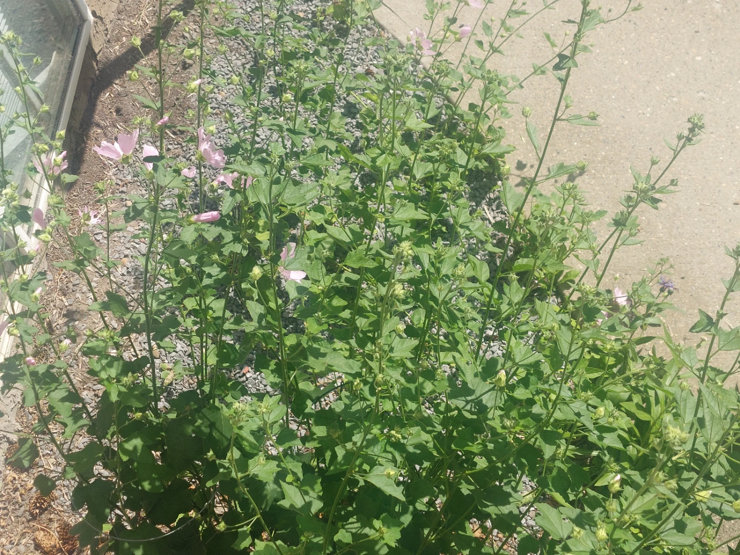 Malva flower bush for free