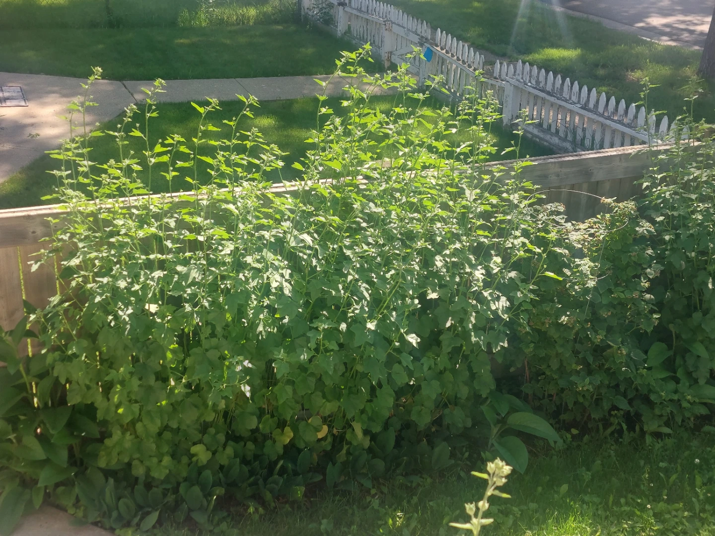 Malva flower bush for free - photo 2