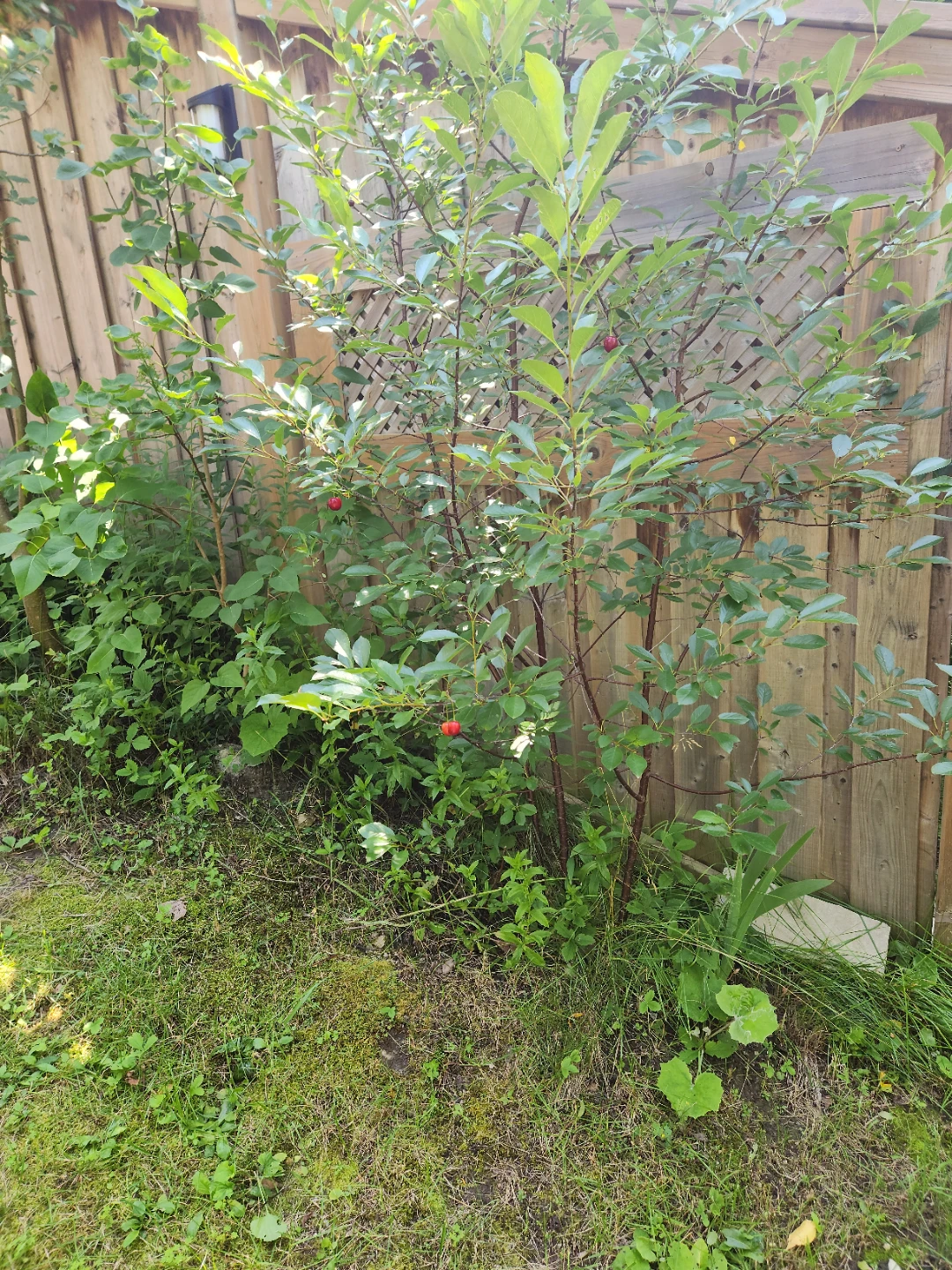 Sour cherry tree - photo 2