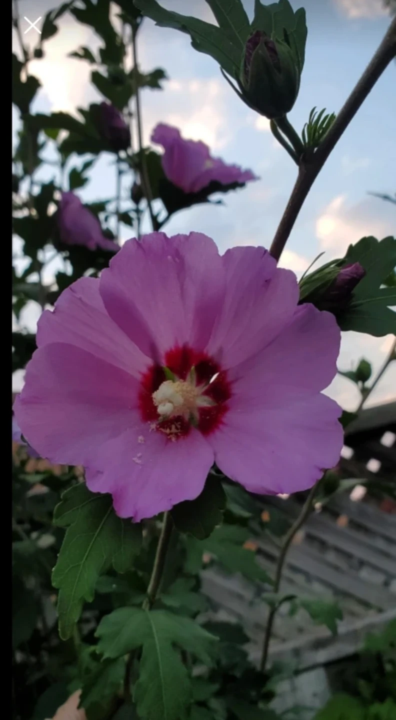 Rose of Sharon - photo 5