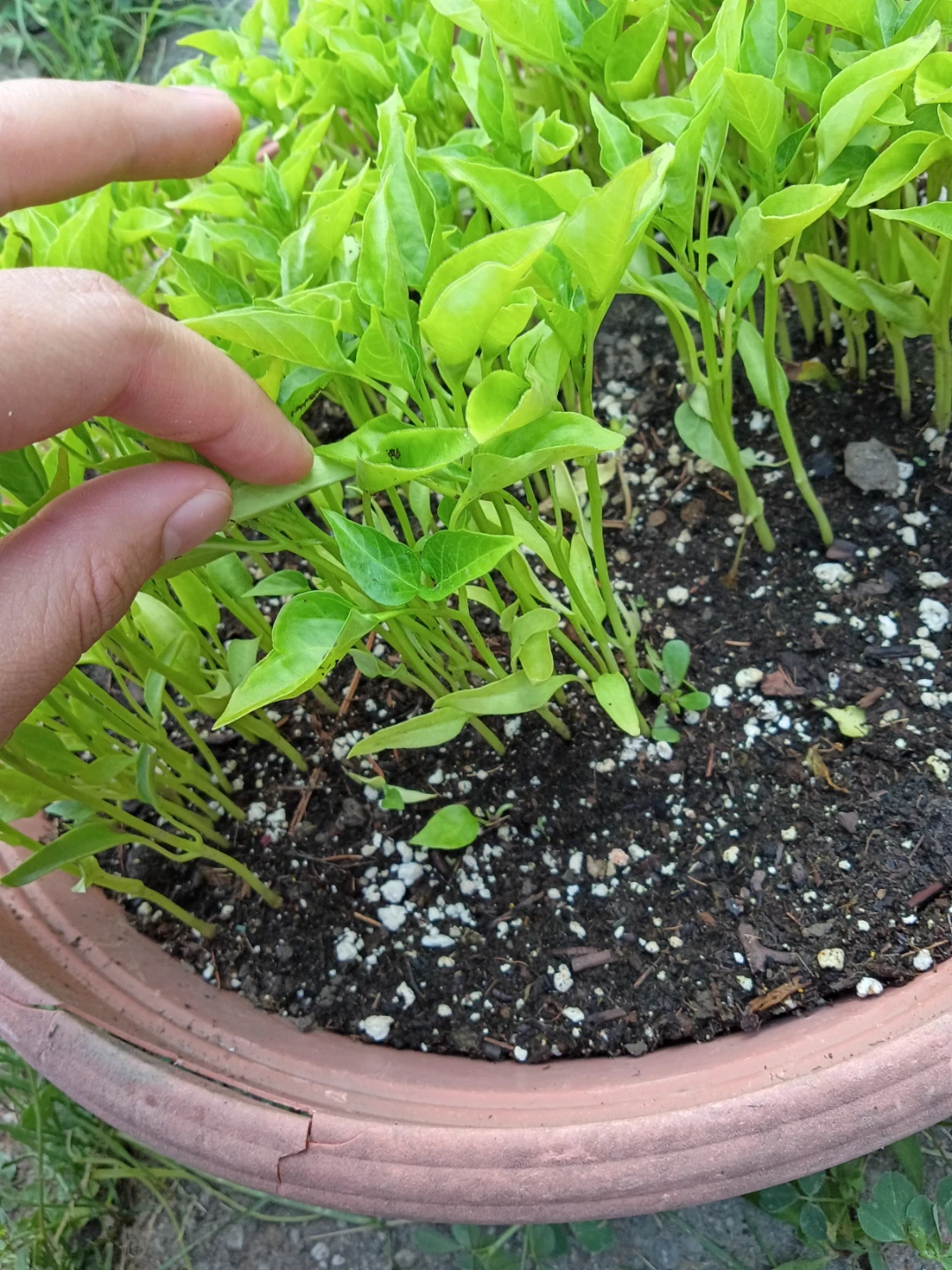 Long Green Pepper Plant Seedlings - photo 2