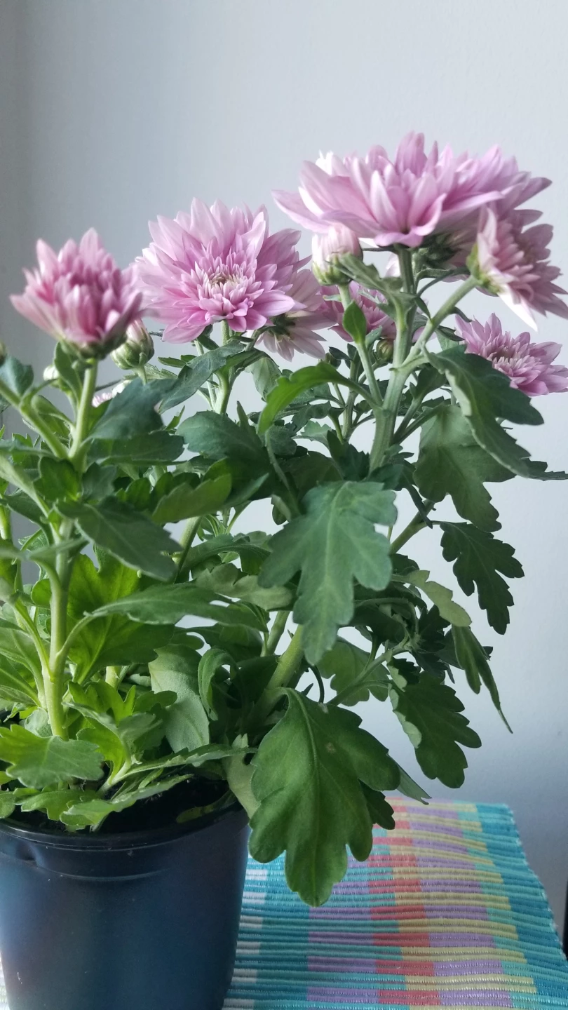 Pink Chrysanthemum Plant - photo 4