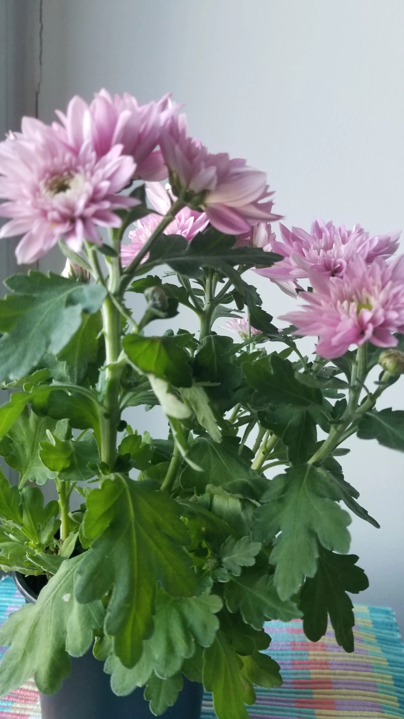 Pink Chrysanthemum Plant - photo 5