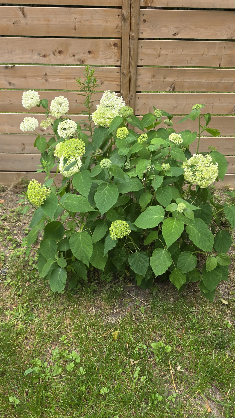 Hydrangea bush with white and green blooms