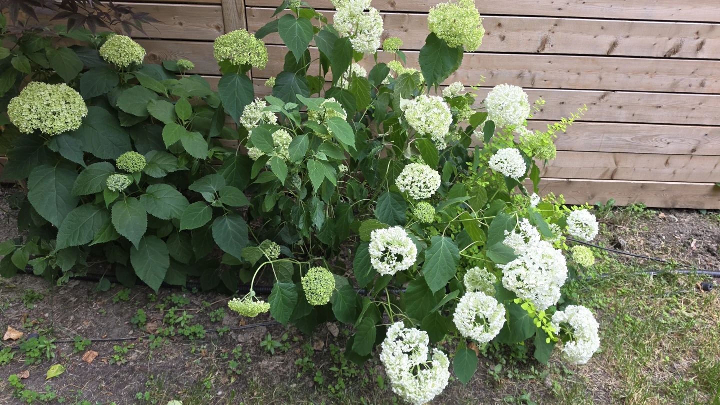 Hydrangea bush with white and green blooms - photo 2
