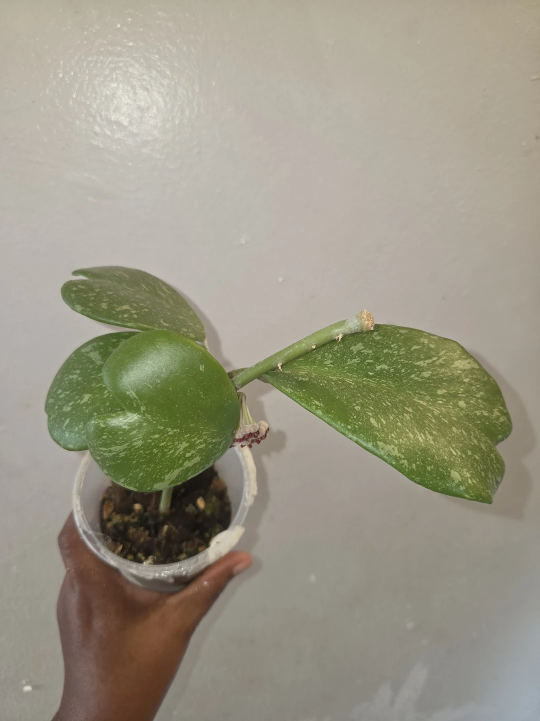 Hoya Kerrii Splash live plant✨️🪴 - photo 4