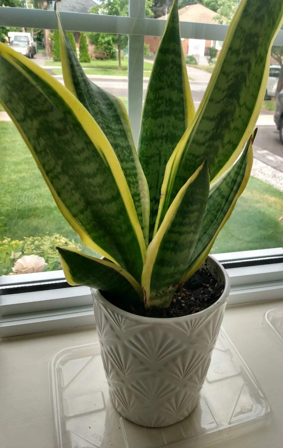 Healthy Live Indoor Snake Plant in Ceramic White Pot - photo 2