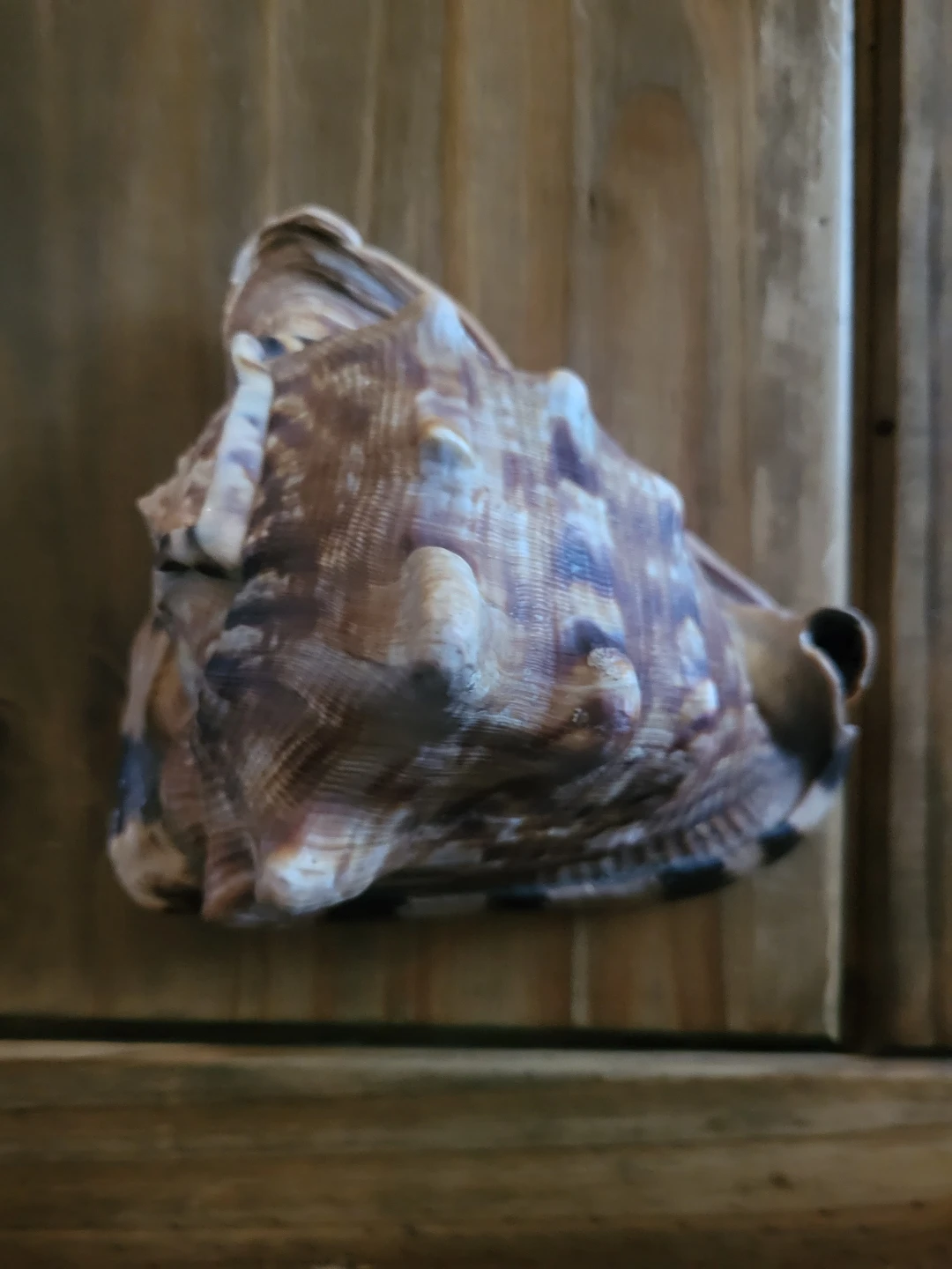 Large Conch Shell