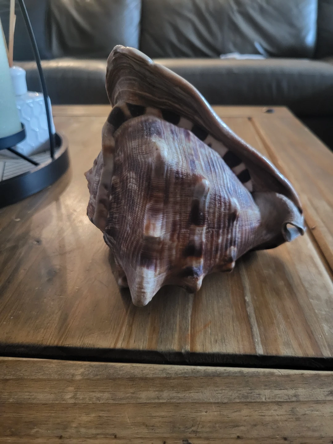 Large Conch Shell - photo 2