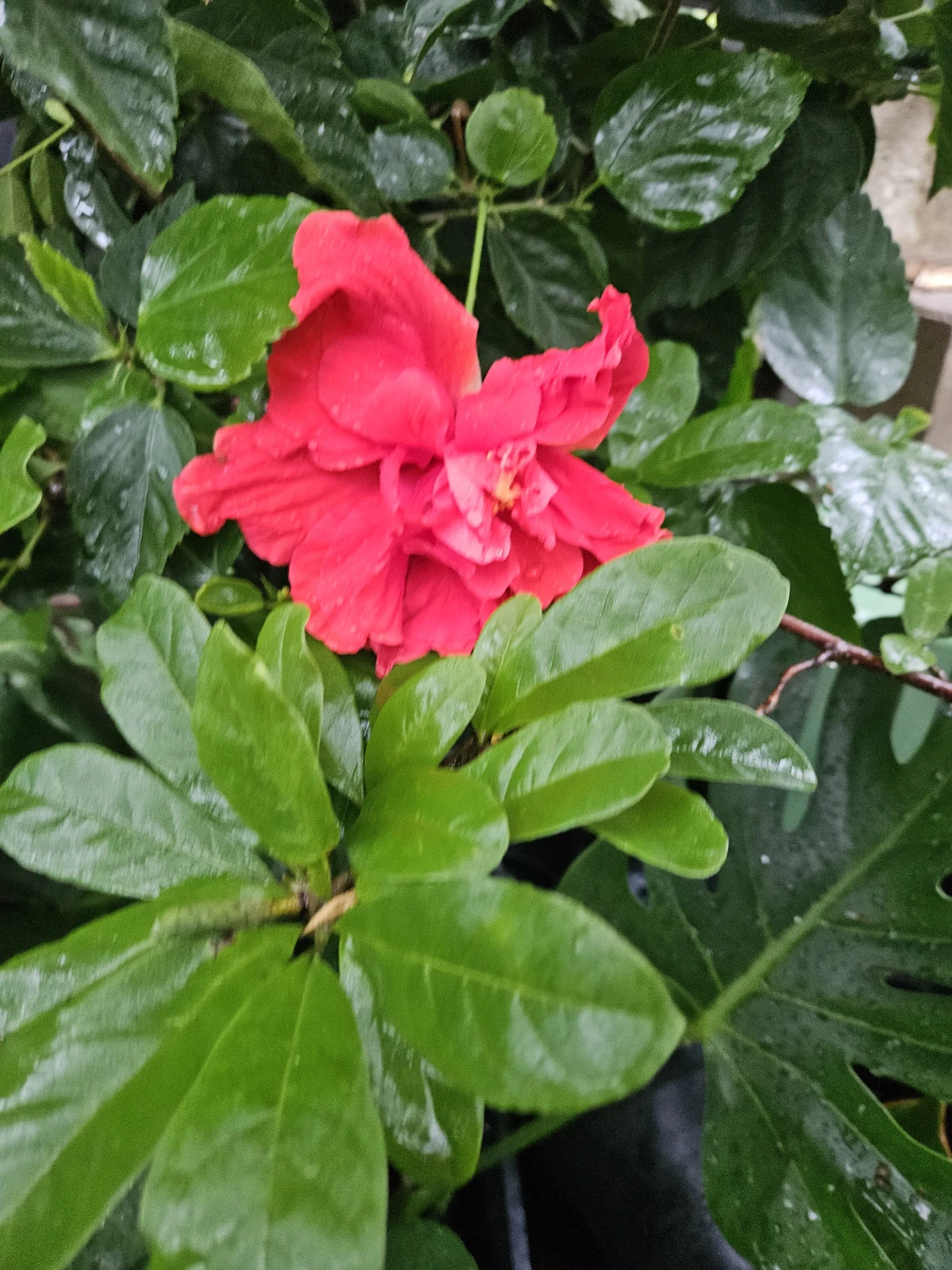 Braided Hibiscus Tree - photo 4