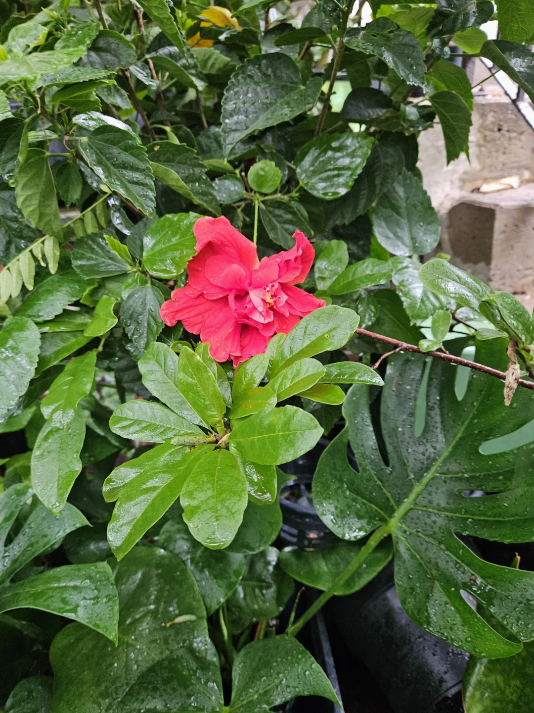 Braided Hibiscus Tree - photo 5