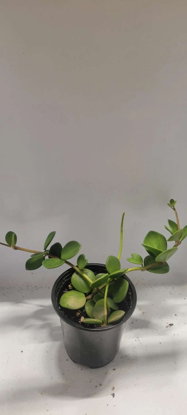 4" Peperomia Hope