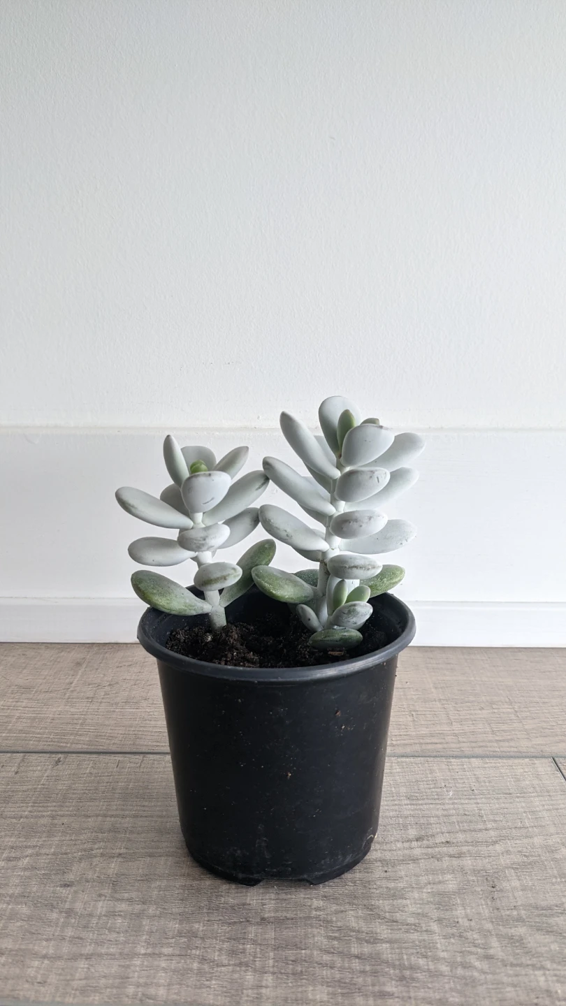 Succulent: Cotyledon orbiculata - oophylla/pig's ear