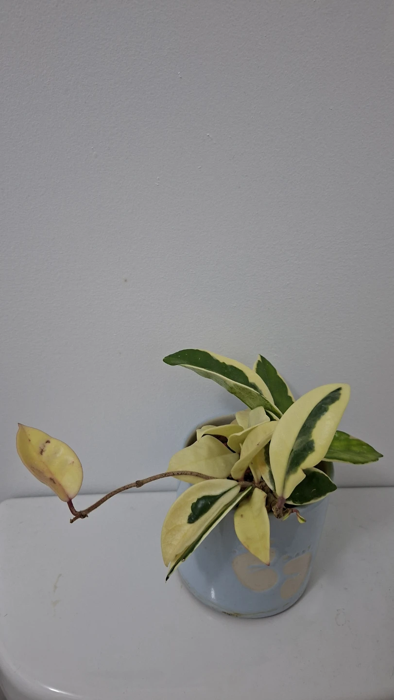 Variegated Hoya Carnosa Plant in Blue Pot
