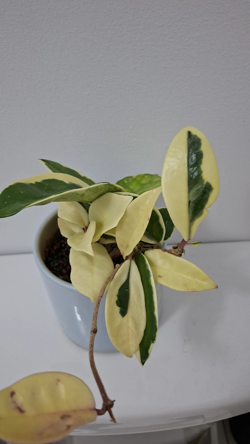 Variegated Hoya Carnosa Plant in Blue Pot - photo 2