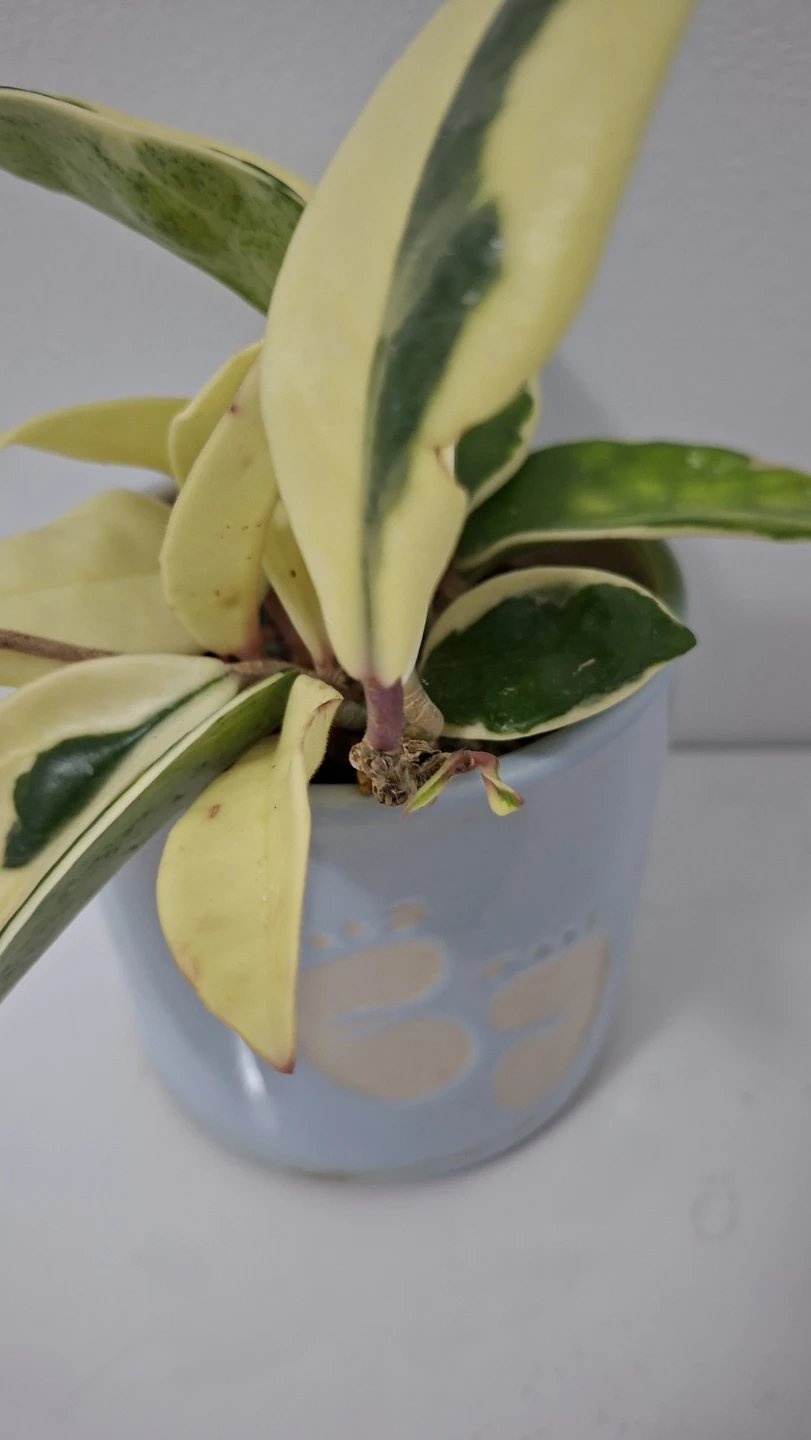 Variegated Hoya Carnosa Plant in Blue Pot - photo 3