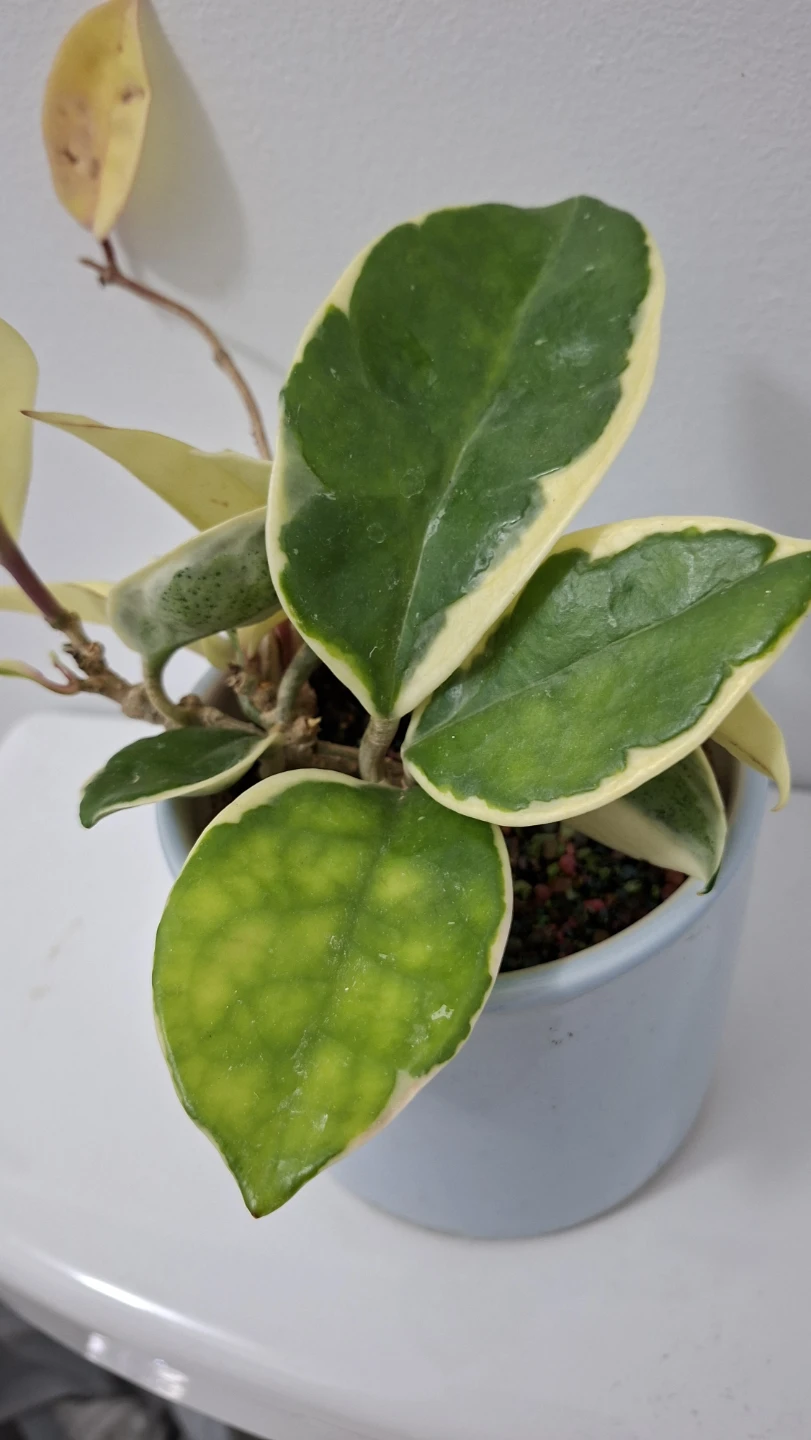 Variegated Hoya Carnosa Plant in Blue Pot - photo 4